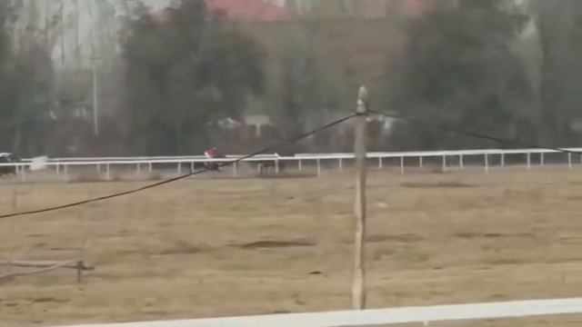 қүлагер жәйлі сіз білмеген шындық осында#аттар#horse#лошадь#жылқы#shorts#kg#kz#байге#қазақстан#at смотреть онлайн