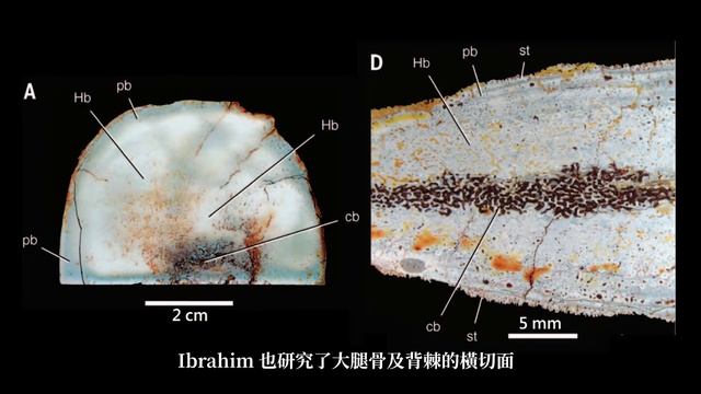 棘龍 ｜ 研究簡介與玩具介紹 ｜ Spinosaurus researches (till 2020) and toys смотреть онлайн