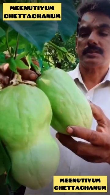 Shake | Sky Passion Fruite Milk Shake | Verity Shake | ചൂടിനെ തുരത്താൻ ആകാശവെള്ളരി ഷെയ്ക്ക് смотреть онлайн