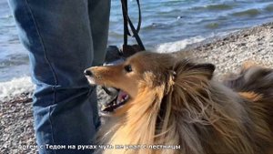 С СОБАКОЙ на ПОЕЗДЕ в отпуск: Тургояк, Челябинская область