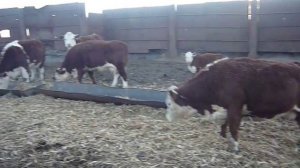 Грейфорды Чкаловские