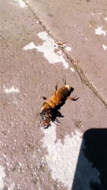 медведКА смотреть онлайн