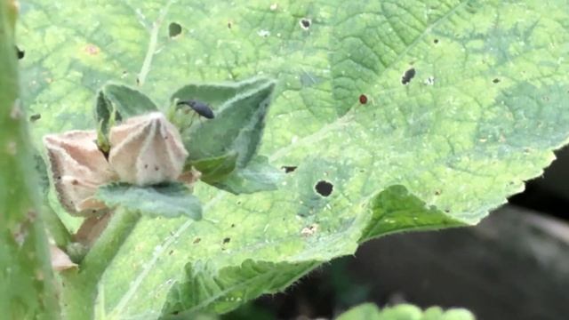 Problem with Alcea rosea: hollyhock смотреть онлайн