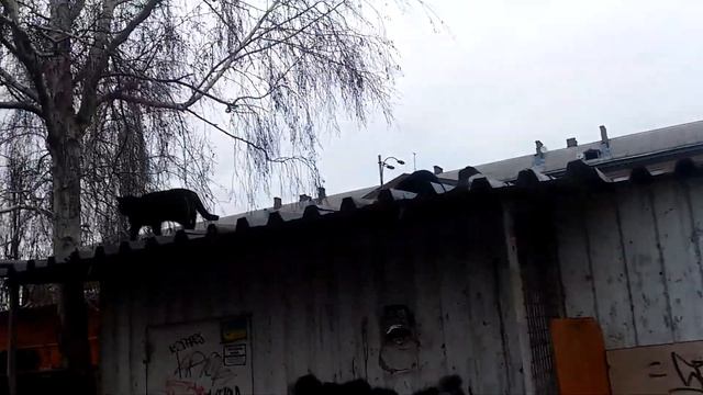 Ужин. Котики и двуногие свиньи