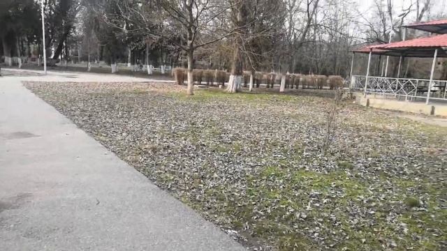 Кабардино-Балкария. г.Прохладный 09.03.2024