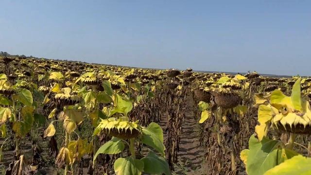 Олійний та Врожайний соняшник (Неймар Плюс Сумо) 28 серпня 2023 року #підгранстар