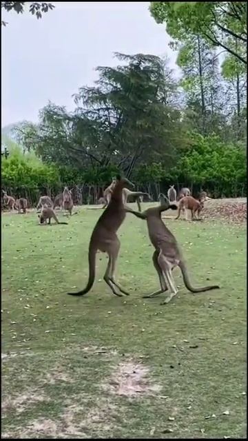 Funny kangaroo смотреть онлайн