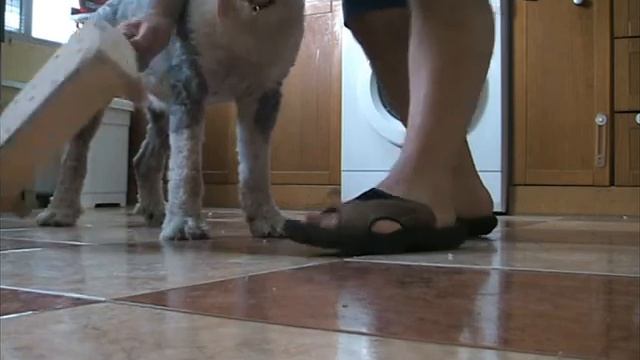 BOUSI SEGUNDO VIDEO BOBTAIL MISLATA - VALENCIA смотреть онлайн