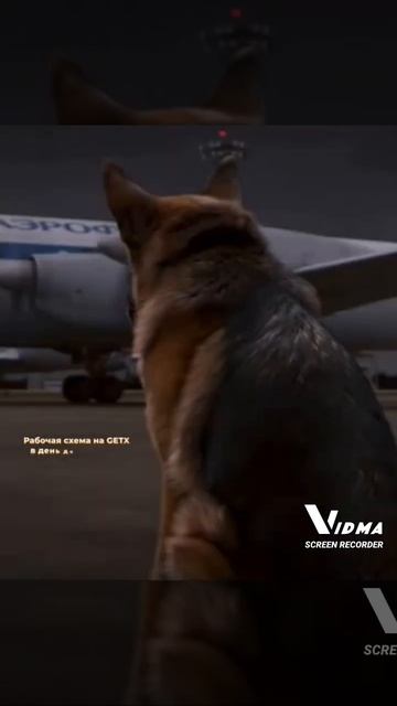 хозяин бросил свою собаку😔 смотреть онлайн