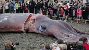Аномально большие животные. Часть 2