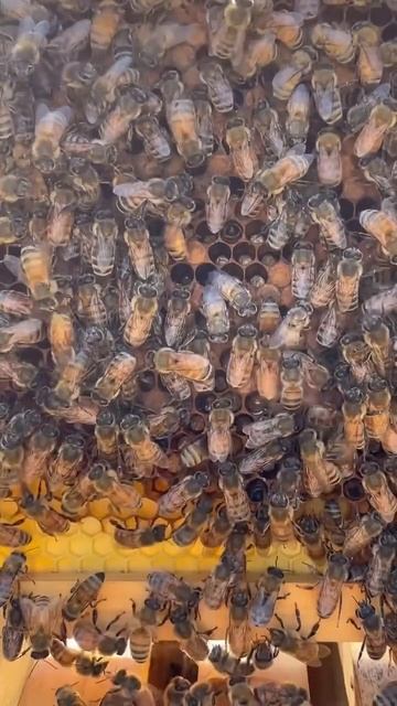Can You Find the Queen Bee? смотреть онлайн