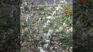 Цветочное апрельское настроение