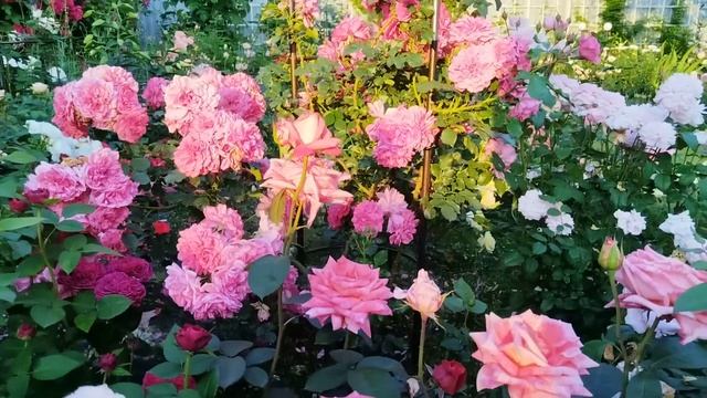 Пройдёмте в сад, я покажу вас розам🌹🌹🌹 смотреть онлайн