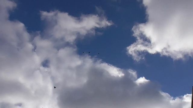 Старониколаевские, Белокалитвинские торцовые голуби смотреть онлайн