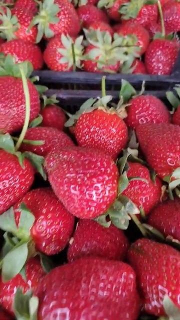Клубничка🍓🍓🍓Лазаревское/ май 2022 смотреть онлайн