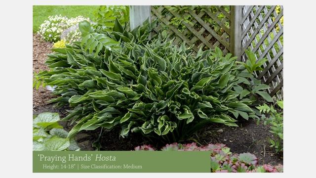 Premium Hosta and Daylily Programs | Walters Gardens смотреть онлайн
