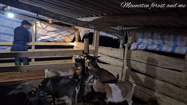 A sow giving birth_The process of delivering and caring for the mother pig (EP123)