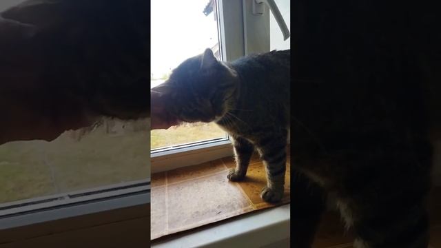 Милый уютный Васенька ищет семью смотреть онлайн