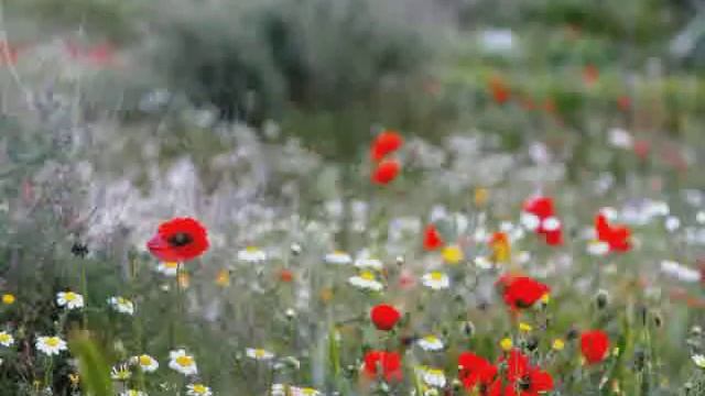 ИВУШКА. смотреть онлайн