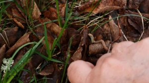 Червячок заблудился