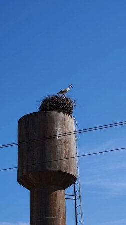 Аист около храма
