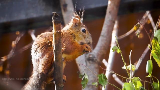 Суетливая белка вся в летних заботах. Ленинградский зоопарк