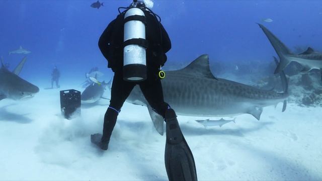 Tiger Shark - Gentle warriors from the Bahamas (4K-UHD) смотреть онлайн