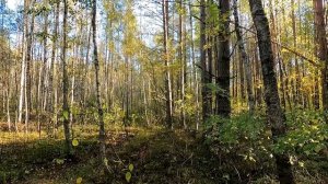 Охота с Добычем на зайца беляка  10 10 2023