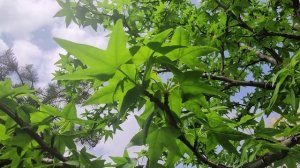 Клён, кленовые листья