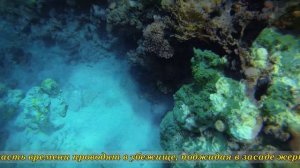 Страшенная мурена длиной больше метра! Риф отеля Grand Oasis Resort.