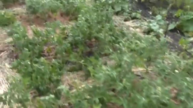 Ветер и дождь завалил помидоры смотреть онлайн