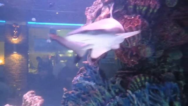 акулы смотреть онлайн