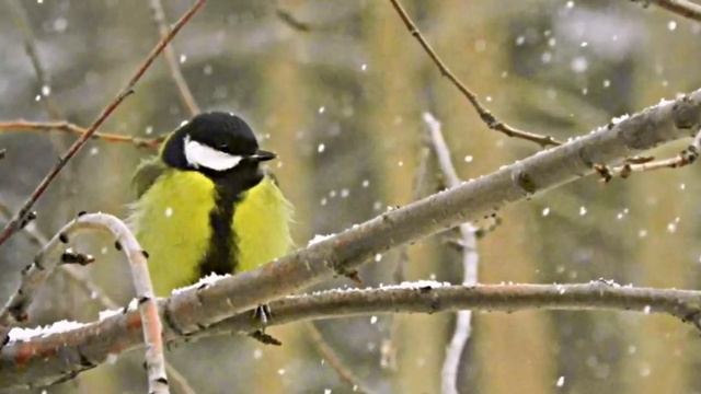 В СНЕГИРЯХ смотреть онлайн