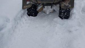 завяз на квадре зимой