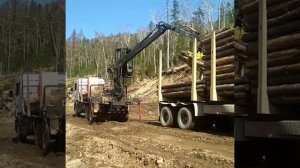 Тайга погрузка леса.