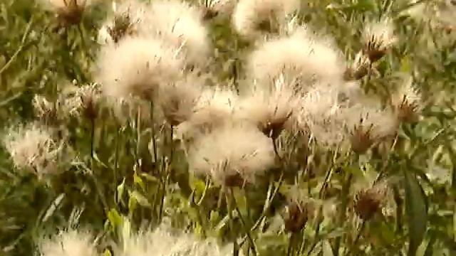 ЕДА арбуз и поход | растение осот смотреть онлайн