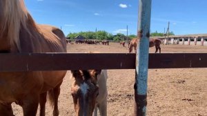 Татарская деревня в Нижегородской области // летние каникулы