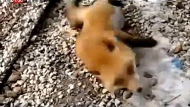 Fox is happy.Лиса радуется смотреть онлайн