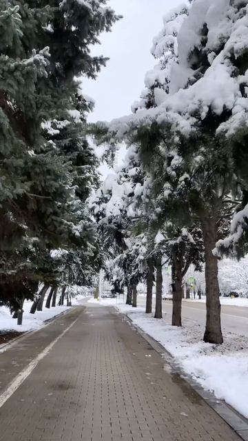 Зимний Краснодар😍 #краснодар #кудасходитьвкраснодаре #парккраснодар #галицкий #кофейня смотреть онлайн