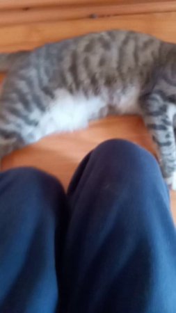 чешу котёнка