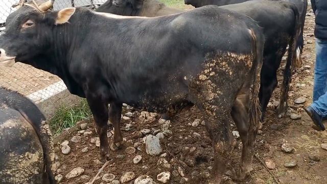 молбозори криллик регар шанбе нархи букача 11 апрел смотреть онлайн