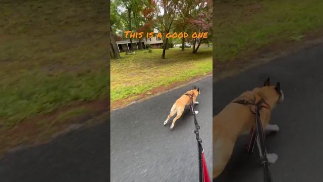 #rainyday #skateboarding #longboard #blue #pitsky #pitbull #husky #urbanmushing #antidepression #ir
