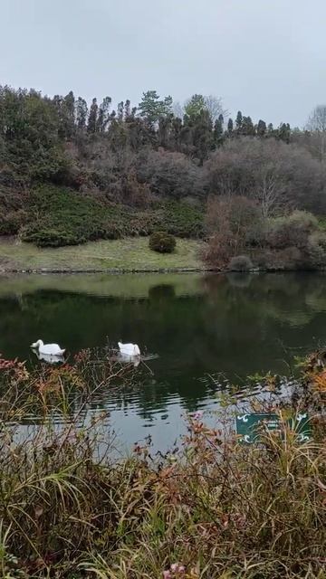 Софіївський парк м. Умань #софиевскийпарк #умань #travel смотреть онлайн