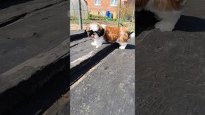 Шитцу мальчик рыжий 7