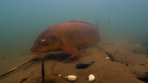 Результат ловли КАРПА с ЧЕСНОКОМ. 🐠🐋🐟