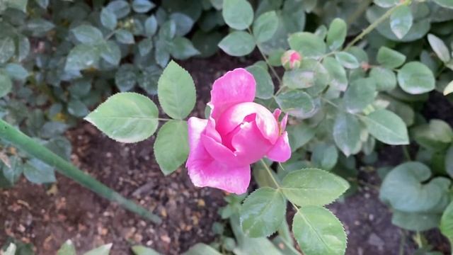 Розы, прогулка по саду 13 мая 24г🌿🧚🏻♀️🌿🧚🏻♀️🌿 смотреть онлайн