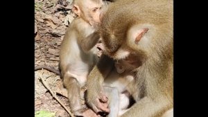 LUNO fall down from tree his mother LUNA look so sad🌺🐒😘DE