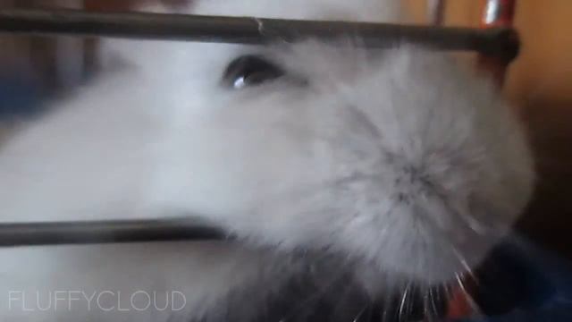 Милая хома лазает по клетке! _