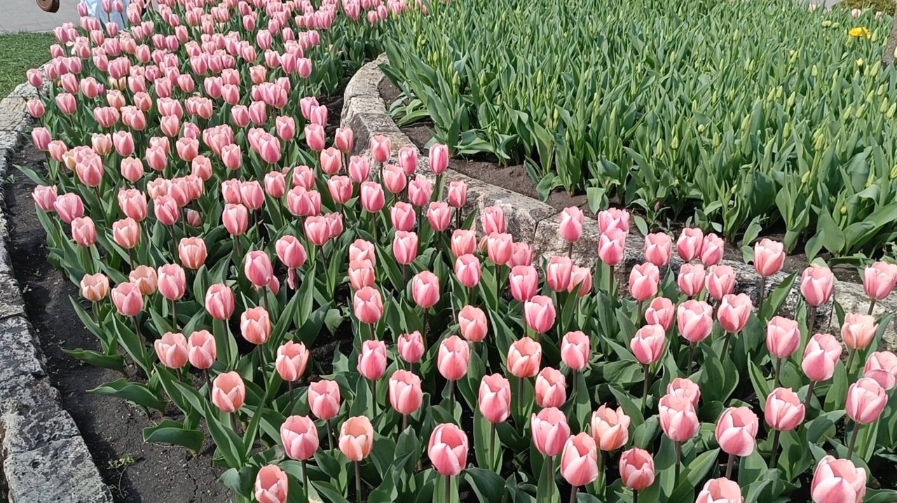 ПЯТИГОРСК В АПРЕЛЕ. В ПАРКЕ,, ЦВЕТНИК".