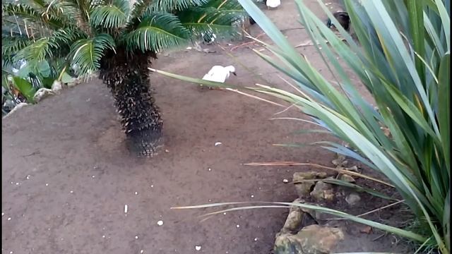 Водопад у входа в Zeynep Hotel. Кормлю уток. смотреть онлайн